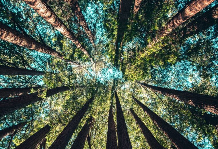 a view of the forest canopy from the forest floor