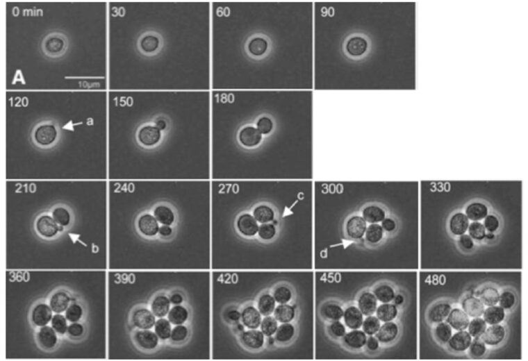 A series of images showing first a single cell and then more and more complex arrangements of cells